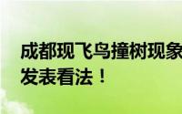 成都现飞鸟撞树现象 网友疑灾害前兆！专家发表看法！