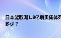日本能取湖1.8亿扇贝集体死亡 “集体暴毙”的扇贝还活着多少？
