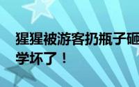 猩猩被游客扔瓶子砸头后扔回反击 跟着游客学坏了！