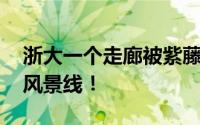 浙大一个走廊被紫藤花淹没 成为一道靓丽的风景线！