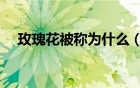 玫瑰花被称为什么（玫瑰花有啥别称呢）