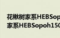 花楸树家系HEBSopoh15007（关于花楸树家系HEBSopoh15007的简介）