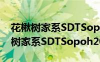 花楸树家系SDTSopoh2015054（关于花楸树家系SDTSopoh2015054的简介）