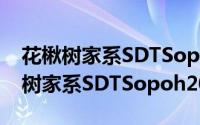 花楸树家系SDTSopoh2015055（关于花楸树家系SDTSopoh2015055的简介）