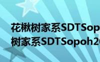 花楸树家系SDTSopoh2015053（关于花楸树家系SDTSopoh2015053的简介）