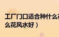 工厂门口适合种什么花风水好（工厂门口种什么花风水好）