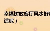 幸福树放客厅风水好吗（幸福树放客厅合不合适呢）