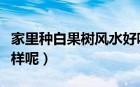 家里种白果树风水好吗（家里种白果树风水咋样呢）
