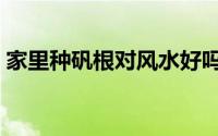 家里种矾根对风水好吗（家里养矾根好不好）