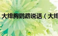 大绯胸鹦鹉说话（大绯胸鹦鹉说话训练方法）