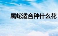 属蛇适合种什么花（属蛇养什么花好）