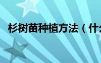 杉树苗种植方法（什么时候种植杉树好呢）