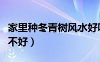 家里种冬青树风水好吗（家里种冬青树风水好不好）