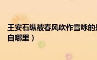王安石纵被春风吹作雪咏的是哪一种花（纵被春风吹作雪出自哪里）