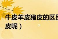 牛皮羊皮猪皮的区别（怎么区分牛皮羊皮和猪皮呢）