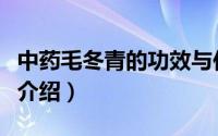 中药毛冬青的功效与作用（关于毛冬青的功效介绍）