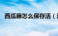西瓜藤怎么保存活（这些方法一定要知道）