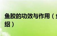 鱼胶的功效与作用（鱼胶的功效与作用简单介绍）