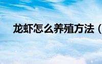 龙虾怎么养殖方法（龙虾如何养殖方法）