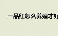 一品红怎么养殖才好（一品红养殖方法）