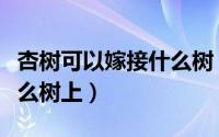 杏树可以嫁接什么树（杏树一般可以嫁接在什么树上）