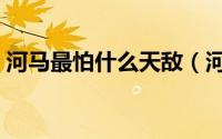 河马最怕什么天敌（河马的天敌是什么动物）