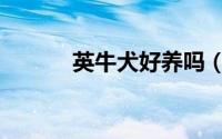 英牛犬好养吗（你准备好了吗）