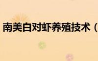南美白对虾养殖技术（怎么养殖南美白对虾）