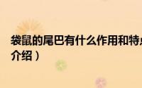 袋鼠的尾巴有什么作用和特点（袋鼠尾巴的作用和特点简单介绍）