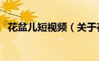 花盆儿短视频（关于花盆儿短视频的简介）