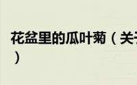 花盆里的瓜叶菊（关于花盆里的瓜叶菊的简介）