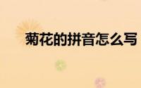 菊花的拼音怎么写（菊花是什么拼音）