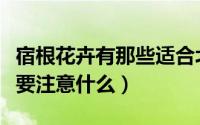 宿根花卉有那些适合北方种植（种植的时候需要注意什么）