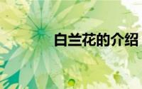 白兰花的介绍（白兰花资料）