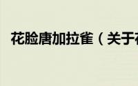 花脸唐加拉雀（关于花脸唐加拉雀的简介）