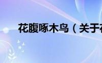 花腹啄木鸟（关于花腹啄木鸟的简介）