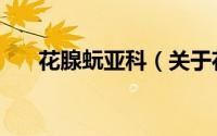 花腺蚖亚科（关于花腺蚖亚科的简介）