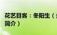 花艺目客：冬阳生（关于花艺目客：冬阳生的简介）
