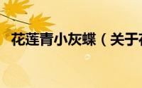 花莲青小灰蝶（关于花莲青小灰蝶的简介）
