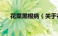 花菜黑根病（关于花菜黑根病的简介）