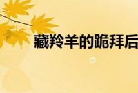 藏羚羊的跪拜后续（藏羚羊的跪拜）