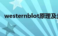 westernblot原理及步骤（westernblot）