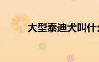 大型泰迪犬叫什么（泰迪犬价格）
