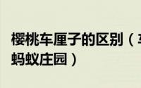樱桃车厘子的区别（车厘子和樱桃是什么关系蚂蚁庄园）