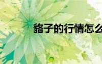 貉子的行情怎么样（貉子行情）