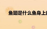 鱼翅是什么鱼身上的鳍（鱼翅是什么）