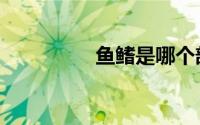鱼鳍是哪个部位（鱼鳍）