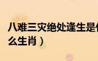 八难三灾绝处逢生是什么生肖（绝处逢生是什么生肖）