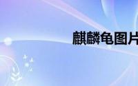麒麟龟图片（麒麟龟）