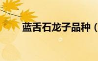 蓝舌石龙子品种（蓝舌石龙子价格）